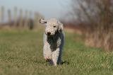 BEDLINGTON TERRIER 182